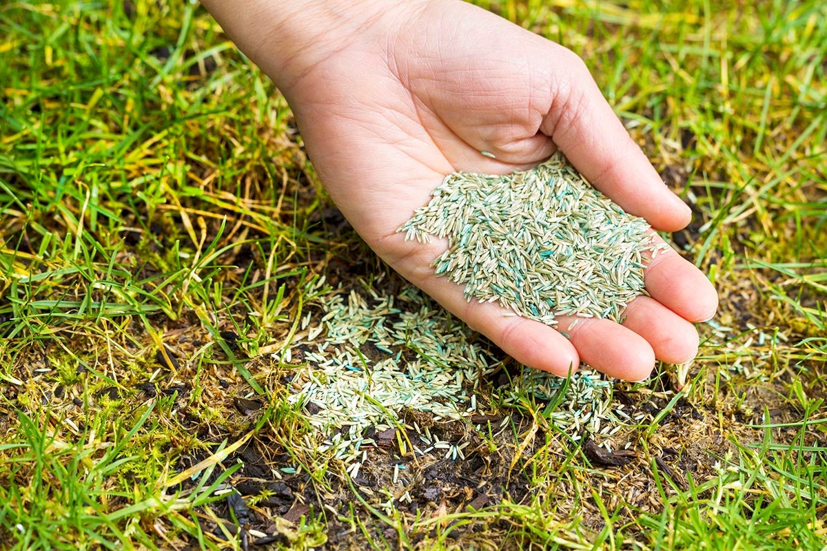 How To Overseed A Lawn Adding The Seeds