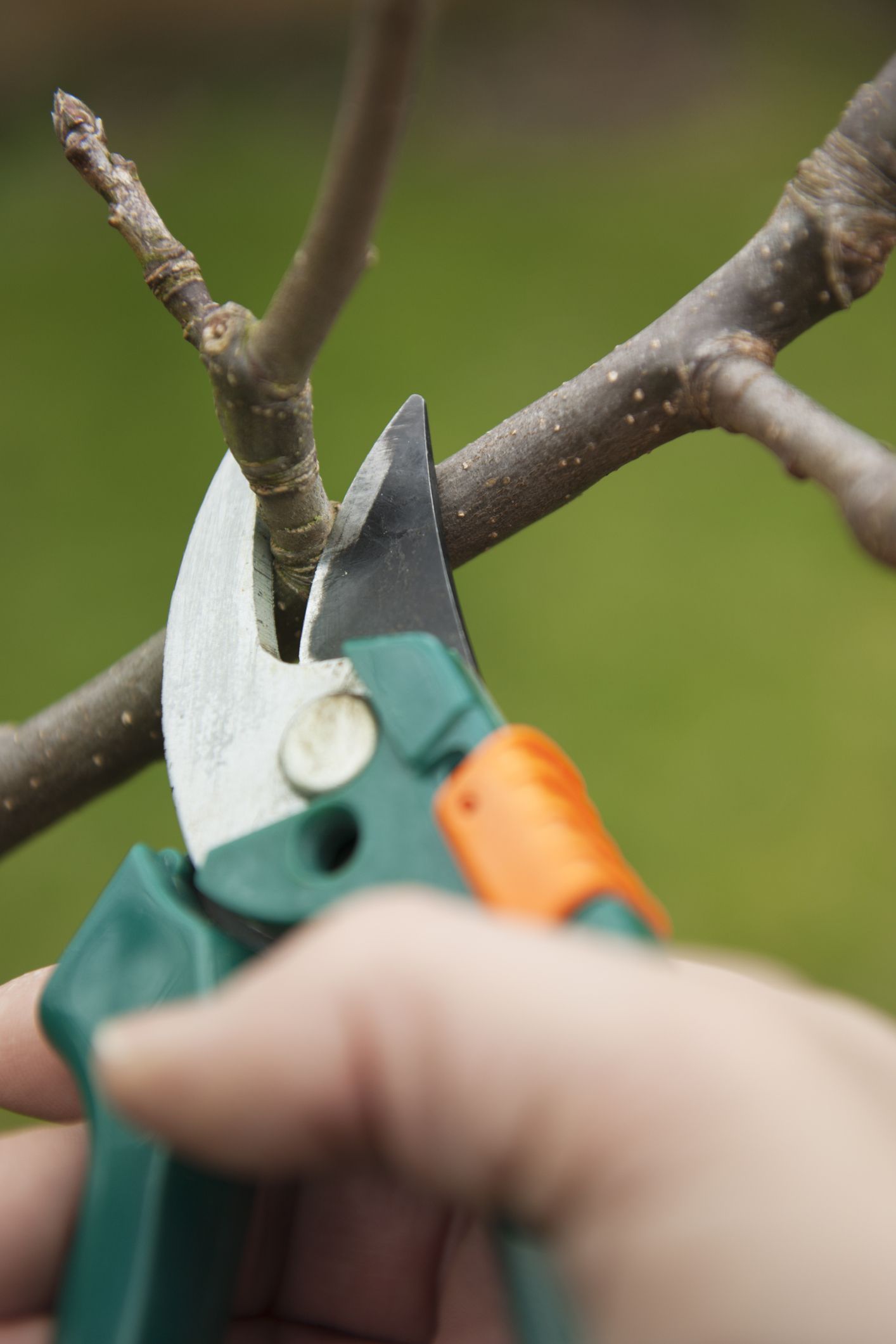 Clippers Pruning 1521650978