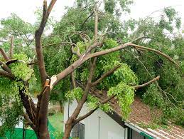 Kansas City Area Storm Management Tree Removal
