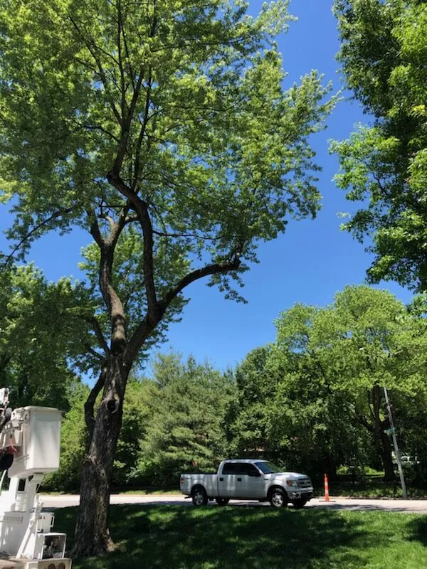 Greenworks Tree & Lawn Care Kansas City